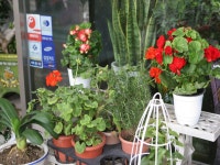 호산나꽃백화점 - 목포BIZ 호산나꽃백화점