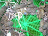 신흥수산 - 목포BIZ 신흥수산