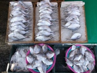 믿음수산 - 목포BIZ 믿음수산