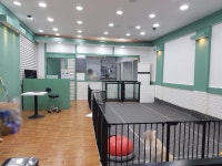 로즈퍼피 - 목포BIZ 로즈퍼피