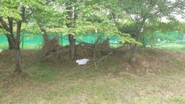 버스터미널 인근 공원길 환경정리가 필요할듯 합니다. - 열린시장실 버스터미널 인근 공원길 환경정리가 필요할듯 합니다. 