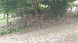 버스터미널 인근 공원길 환경정리가 필요할듯 합니다. - 열린시장실 버스터미널 인근 공원길 환경정리가 필요할듯 합니다. 