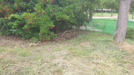 버스터미널 인근 공원길 환경정리가 필요할듯 합니다. - 열린시장실 버스터미널 인근 공원길 환경정리가 필요할듯 합니다. 