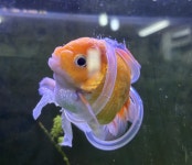 금붕어 휠체어 제작 후기 &amp; 반성 > 인기 게시물 | 시보드 금붕어 휠체어 제작 후기 &amp; 반성