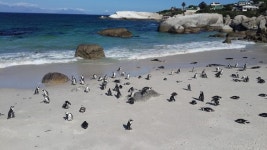 예정된 우연. 아프리카 여행기 1 - 남아공 케이프타운 > 인기 게시물 | 시보드 예정된 우연. 아프리카 여행기 1 - 남아공 케이프타운