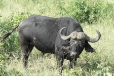 예정된 우연. 아프리카 여행기 8 - 보츠와나 초베/짐바브웨 빅토리아 폴 > 인기 게시물 | 시보드 예정된 우연. 아프리카 여행기 8 - 보츠와나 초베... 