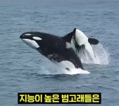 범고래가 선박을 공격하는 이유.jpg > 인기 게시물 | 시보드 범고래가 선박을 공격하는 이유.jpg