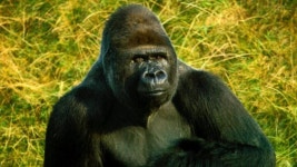 고릴라 사육장에 어린이가 떨어진 사건들 > 인기 게시물 | 시보드 고릴라 사육장에 어린이가 떨어진 사건들