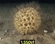 엄청 장수하는 동물들 모음 > 인기 게시물 | 시보드 엄청 장수하는 동물들 모음