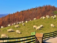 선자령, 연곡 솔향기 캠핑장 후기 > 인기 게시물 | 시보드 선자령, 연곡 솔향기 캠핑장 후기