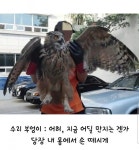 수리부엉이와 솔부엉이의 차이점 > 인기 게시물 | 시보드 수리부엉이와 솔부엉이의 차이점