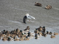 새해 기념으로 1박2일 순천만 다녀왔어. (사진폭탄/데이터 주의) > 인기... 시보드 새해 기념으로 1박2일 순천만 다녀왔어. (사진폭탄/데이터 주의)