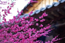 ccd첩)양산 통도사 다녀왔다 > 인기 게시물 | 시보드 ccd첩)양산 통도사 다녀왔다