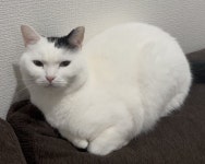 "그 단또" 새로운 컷 공개됨 > 인기 게시물 | 시보드 "그 단또" 새로운 컷 공개됨