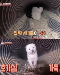 자기 애기들 구조 해달라고 온 어미견 > 인기 게시물 | 시보드 자기 애기들 구조 해달라고 온 어미견