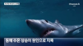 상어 '발견 즉시 물 밖으로' 비상 걸린 바닷가 > 인기 게시물 | 시보드 상어 '발견 즉시 물 밖으로' 비상 걸린 바닷가