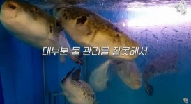 냉혹한...횟집 물고기...먹이 줄까 안줄까의 세계..jpg > 인기 게시물 | 시보드 냉혹한...횟집 물고기...먹이 줄까 안줄까의 세계..jpg