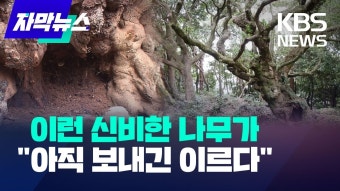 500살 천연기념물 나무, 세균 감염 치료법없어 난항 > 인기 게시물 | 시보드 500살 천연기념물 나무, 세균 감염 치료법없어 난항
