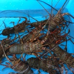 のサイズ 美品 ウールテーラードジャケット Sfgpm-m338044785 ドゥロワーdrawer らかい - www.clovercooler.com