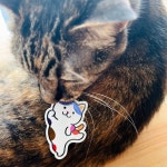 ビームス ニューズ（863019） フォトログ｜BEAMS ビームス ニューズフォトログ