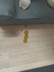 강아지가 토를 해요 .. - 포동 | 커뮤니티