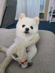 애착인형 생겼어요 - 포동 | 커뮤니티 애착인형 생겼어요  - 포동 | 커뮤니티