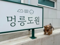 강릉 사근진해변 감성 애견펜션 <멍릉도원> - 포동 | 커뮤니티
