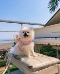 강아지가 꿈꾸는 행복한 삶은 무엇일까요? 🌸 - 포동 | 커뮤니티