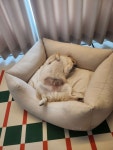 개팔자가 상팔자^^ - 포동 | 커뮤니티