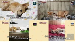 TV 동물농장 생후 한달만에 전신마비된 쭈동이, 2년 만에 기적의 한 걸음 - 포동 | 커뮤니티