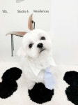 미용했어용!!♡♡ - 포동 | 커뮤니티