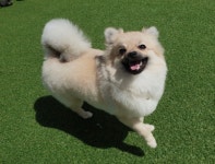 꼬미에용🐾♥️공주님입니당 왕 - 포동 | 커뮤니티