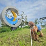 오늘은 반달섬으로 나들이~^^🐕🎵🎶 - 포동 | 커뮤니티