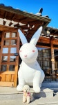 에어 왕토끼~😄🐰🐰 - 포동 | 커뮤니티