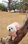 🐶용인 애견카페(테일 45)🏡 - 포동 | 커뮤니티