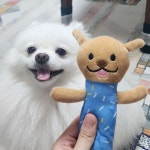 댕댕이 인형이랑😍😍 - 포동 | 커뮤니티