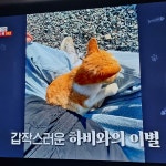 동물농장 하늘의 별이된 고양이 하비 - 포동 | 커뮤니티