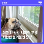 외출 준비만 보면 왈왈! 나가면 조용.. 댕댕이의 희한한 분리불안 증상🐶 - 포동 | 커뮤니티