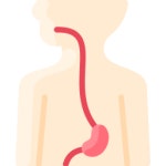 식도 - 무료 의료 및 의료개 아이콘 아티스트가 디자인한 식도 종의 무료 아이콘