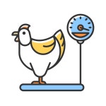 아메리칸 치킨 - 무료 화살개 아이콘 아티스트가 디자인한 아메리칸 치킨 종의 무료 아이콘