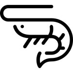 Free Icon | Shrimp