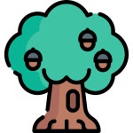 Oak Special Lineal color icon