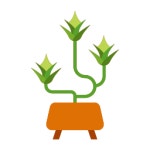 Hanging plant Generic color fill icon | Freepik