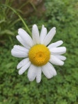 Daisy – Lia Nicole – Medium