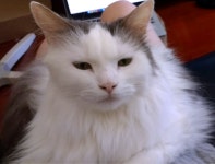 My Furry Foodie Friend – One Minute Wit – Medium