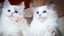 Flipboard의 CATs