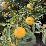 LF스퀘어 공식 온라인몰 산지직송 GAP 해풍맞은 고흥 햇 유자 5kg (40-45과/중대과)