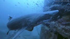 Miss Costa: 1,668-lb great white shark makes her way through... 1,668-lb great white shark Miss Costas journey through Gulf of... 