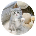 고양이 분양샵 ‘가필드고양이’, 17년간 노하우 토대로 차별화된 애묘관리 시행 < 건설/부동산 < 기사본문 - 엠투데이 고양이 분양샵... 