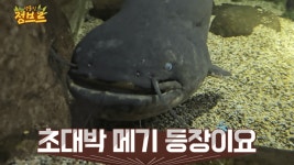 160cm 괴물 메기 등장에 뒤집힌 단양 현장 < 사회 < 이슈 < 기사본문... ... 160cm 괴물 메기 등장에 뒤집힌 단양 현장 - 오토트리뷴